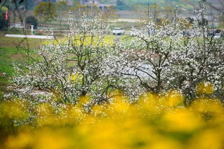 ​5条线路春夏秋冬不重样！深度游泸州，这才是正确打开方式→